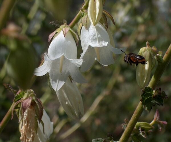 Campanula Alliariifolia-Beyaz Yabani Çan Çiçeği 20 cm