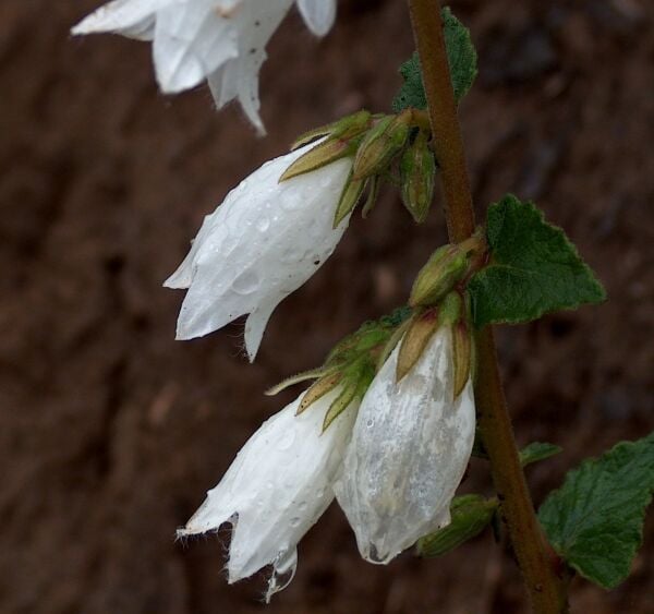 Campanula Alliariifolia-Beyaz Yabani Çan Çiçeği-Bol Çiçekli