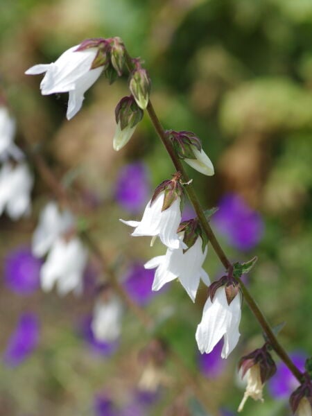 Campanula Alliariifolia-Beyaz Yabani Çan Çiçeği-Bol Çiçekli