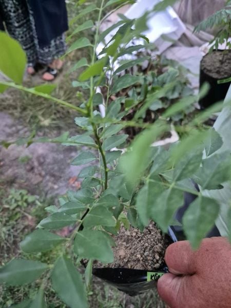 Murraya Koenigii ( Köri Ağacı) 40 cm