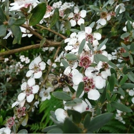 Leptospermum Lanigerum Silver Sheen Okyanus Mersini, Manuka Çay Ağacı Fidanı 20-25 cm