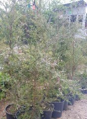 Leptospermum Lanigerum Silver Sheen Okyanus Mersini, Manuka Çay Ağacı Fidanı 20-25 cm