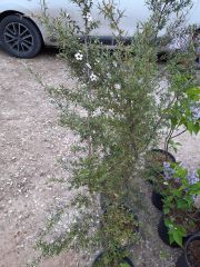 Leptospermum Lanigerum Silver Sheen Okyanus Mersini, Manuka Çay Ağacı Fidanı 20-25 cm