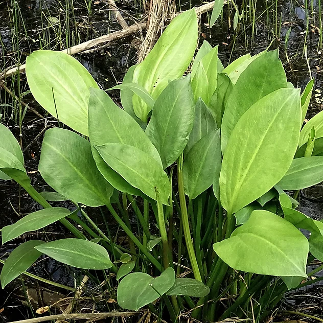 Alisma Plantago-Kurbağa Kaşığı