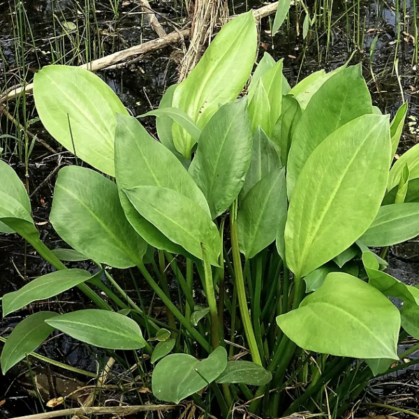 Alisma Plantago-Kurbağa Kaşığı