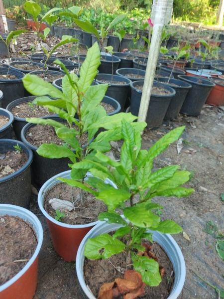Magnolia Rosea Stellata Fidanı-Yıldız Manolya Boy 30-40 cm