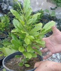 Magnolia Rosea Stellata Fidanı-Yıldız Manolya Boy 50-80 cm