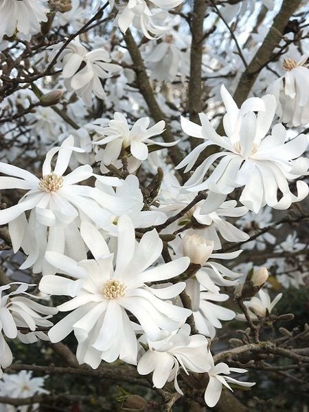 Magnolia Rosea Stellata Fidanı-Yıldız Manolya Boy 30-40 cm