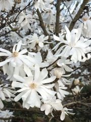 Magnolia Rosea Stellata Fidanı-Yıldız Manolya Boy 50-80 cm