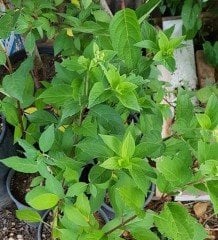 Anabelle Ağaç Ortanca Fidanı Hydrangea Paniculata
