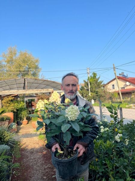 Anabelle Ağaç Ortanca Fidanı Hydrangea Paniculata Anaç Fidan