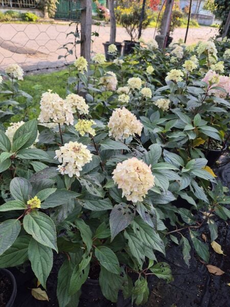 Anabelle Ağaç Ortanca Fidanı Hydrangea Paniculata Anaç Fidan
