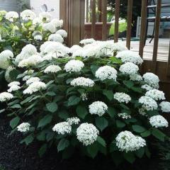 Anabelle Ağaç Ortanca Fidanı Hydrangea Paniculata
