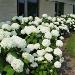 Anabelle Ağaç Ortanca Fidanı Hydrangea Paniculata