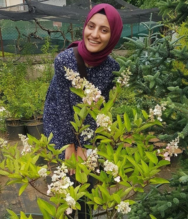 Anabelle Ağaç Ortanca Fidanı Hydrangea Paniculata Anaç Fidan