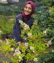 Anabelle Ağaç Ortanca Fidanı Hydrangea Paniculata Anaç Fidan