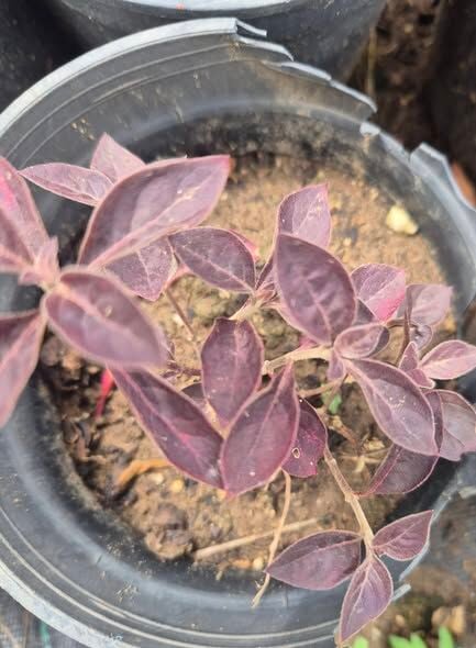 Alternanthera Dentata Ruby Kırmızı Alternathera Mozaik Çalısı