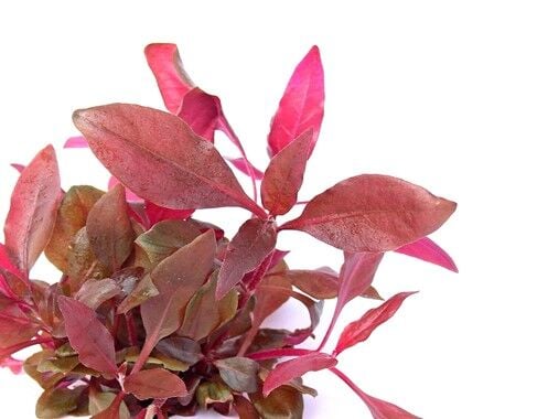 Alternanthera Reineckii Exotic Fidesi