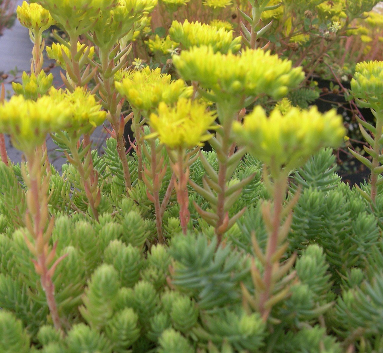 Sedum Ochroleucum 'Nanum'