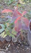 Dev Bangkok Guava 60-80 cm