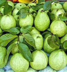 Dev Bangkok Guava 60-80 cm