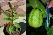 Dev Bangkok Guava 60-80 cm