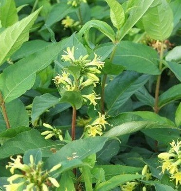 Diervilla Splendens Weigela Yapraklı Hanımeli Fidanı