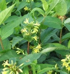 Diervilla Splendens Weigela Yapraklı Hanımeli Fidanı