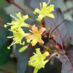 Diervilla Splendens Weigela Yapraklı Hanımeli Fidanı