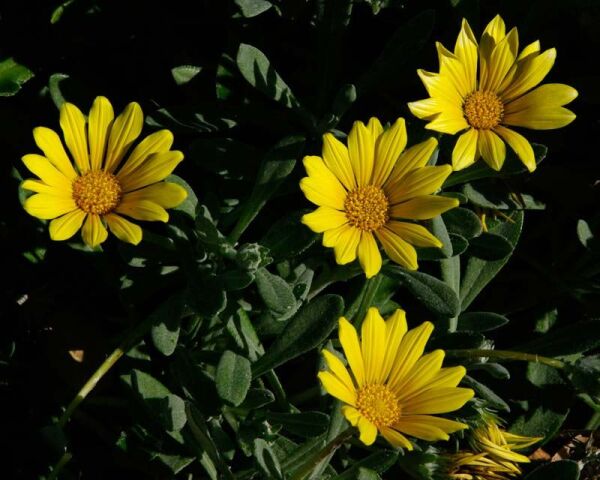 Gazania Silver Yellow (Gümüş Yaprak Gazanya)