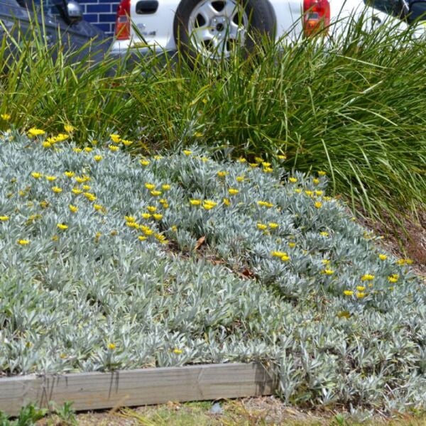Gazania Silver Yellow (Gümüş Yaprak Gazanya)