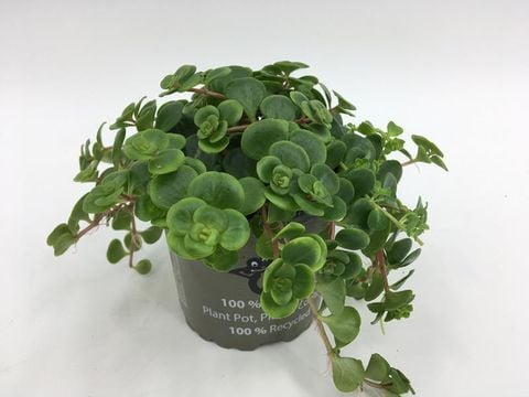 Askılı Saksı Sedum Makinoi Tundra Tornado Fidesi