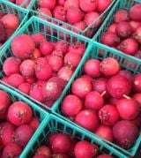 Red Guava Fidanı 80-100 cm