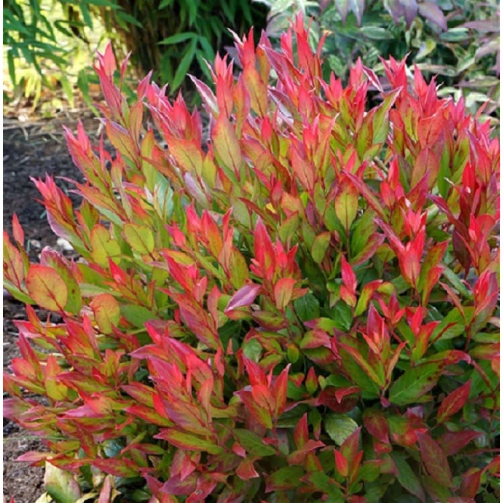 Leucothoe fontanesiana Little Flames Salkım Çalı Fidanı