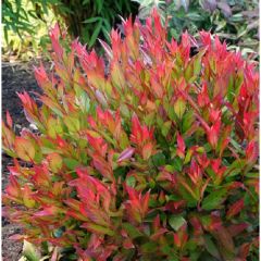 Leucothoe fontanesiana Little Flames Salkım Çalı Fidanı