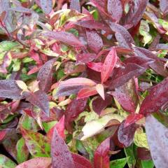 Leucothoe fontanesiana Little Flames Salkım Çalı Fidanı