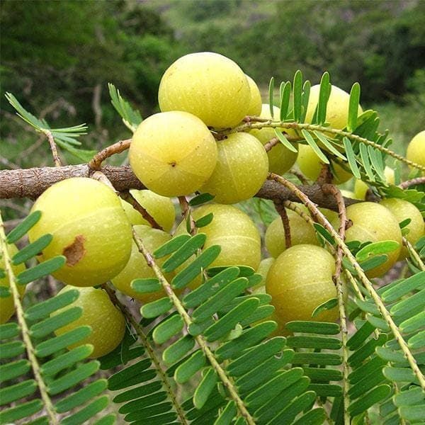 Phyllanthus Emblica ( Amla ) Fidanı 40-50 cm