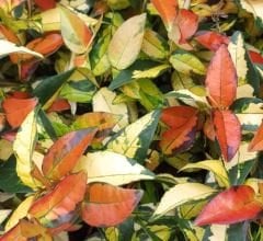 Trachelospermum Asiaticum 'Ogon Nishiki'