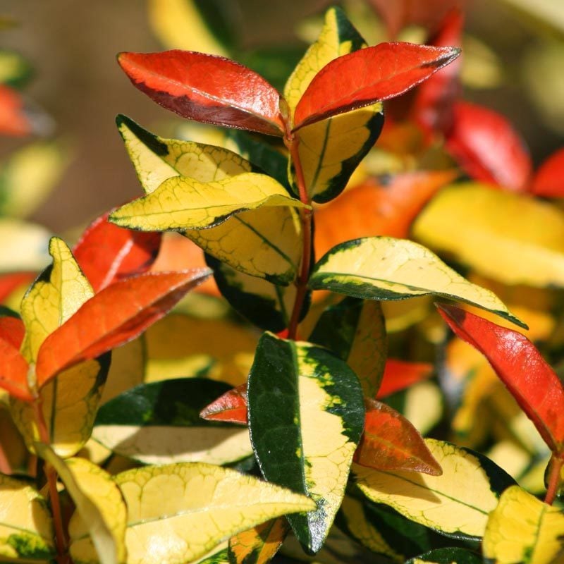 Trachelospermum Asiaticum 'Ogon Nishiki'