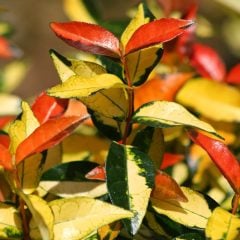 Trachelospermum Asiaticum 'Ogon Nishiki'