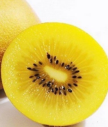 Gold (Altın) Kiwi - 5 Yaş-100 cm-(Dişi)