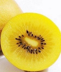 Gold (Altın) Kiwi - 5 Yaş-100 cm-(Dişi)
