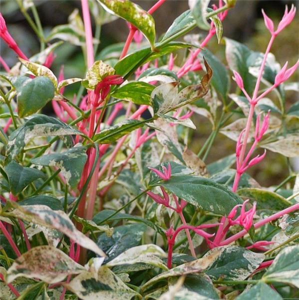 Nandina Domestica 'Twilight'