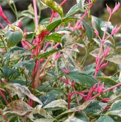 Nandina Domestica 'Twilight'