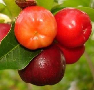 Barbados kirazı (Malpighia Emarginata) Fidanı