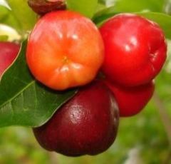 Barbados kirazı (Malpighia Emarginata) Fidanı