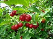 Barbados kirazı (Malpighia Emarginata) Fidanı