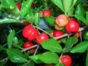 Barbados kirazı (Malpighia Emarginata) Fidanı