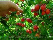 Barbados kirazı (Malpighia Emarginata) Fidanı