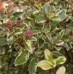 Viburnum Tinus 'Variegatum' Alacalı Tüylü Kartopu
